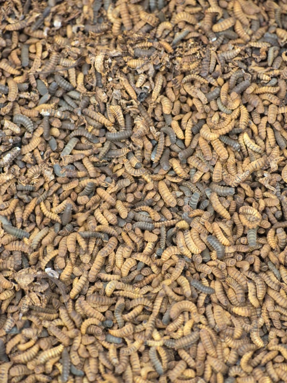 Insect Protein BSF Larvae